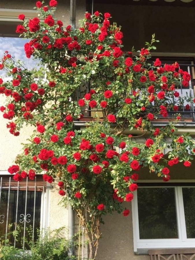 Ferienwohnung Детмольд Экстерьер фото